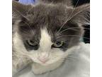 Willow Domestic Shorthair Adult Female