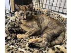 Autumn Domestic Shorthair Young Female