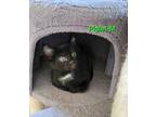 Piglet Domestic Shorthair Kitten Male