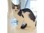 Haha Domestic Shorthair Kitten Male