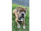 Danner American Pit Bull Terrier Adult Male