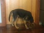 Shiloh Black and Tan Coonhound Puppy Male