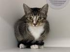 Wavves Domestic Shorthair Young Female