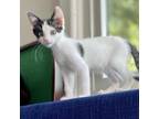 Anuska Domestic Shorthair Kitten Female