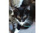 Patches Domestic Shorthair Kitten Male