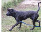 Zeoh Mastiff Adult Male