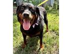 Milkshake Rottweiler Adult Female