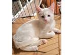 Marble Turkish Angora Kitten Male