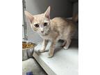 Khaki - Petsmart Framingham Domestic Shorthair Kitten Female