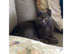 Macy Russian Blue Senior Female