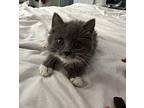 Daisy Domestic Shorthair Kitten Female