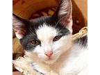 Bill Domestic Shorthair Kitten Male