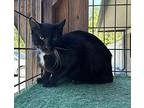 Radley Domestic Shorthair Young Male
