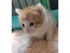 Justice Domestic Shorthair Young Male