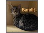 BANDIT Domestic Shorthair Kitten Male