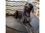 Rocket Weimaraner Senior Male