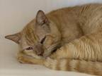 Tangelo Domestic Shorthair Adult Male