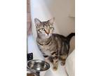 Ms Pickles Domestic Shorthair Adult Female