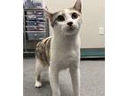 Princess *bonded With Luna* Domestic Shorthair Adult Female