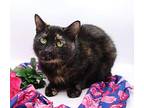 Song Domestic Shorthair Young Female