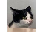 Suki Domestic Shorthair Adult Female