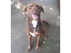 Chase Labrador Retriever Adult Male
