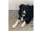 Tuffy Australian Shepherd Adult Male