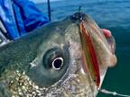 Epoxy Resin Jig PB Fish False Albacore Bonito Striped Bass Best Albie Jig