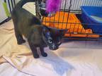Cricket Domestic Shorthair Young Female