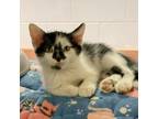 Checkers Domestic Shorthair Kitten Male