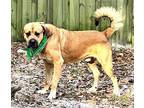 Galen Bullmastiff Young Male