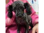 Poodle (Toy) Puppy for sale in Houma, LA, USA