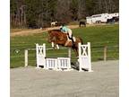 Removed] THOROUGHBRED 16.2HH GELDING