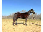 Houston - 11 yo black grade QH gelding, quiet, trail deluxe