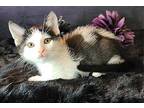 Angelina Domestic Shorthair Kitten Female