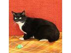 Cooper Domestic Shorthair Adult Male