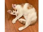 Caleb Domestic Shorthair Kitten Male