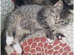 Miracle Domestic Mediumhair Kitten Female