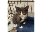 Zachariah Domestic Shorthair Kitten Male