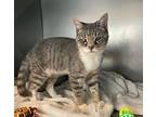Yoly Domestic Shorthair Young Female