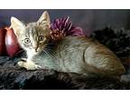 Lancelot Domestic Shorthair Kitten Male