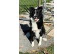 Houdini Border Collie Young Male