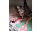 Munchkin Domestic Shorthair Young Male