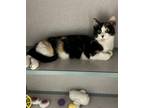 Everly Domestic Shorthair Young Female