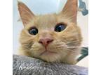 Amber Domestic Longhair Kitten Female