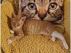 Sunny Rey Domestic Shorthair Kitten Female