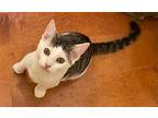 riley Domestic Mediumhair Kitten Female