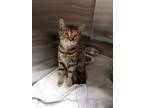 Eunice Domestic Shorthair Young Female