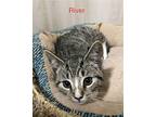 River (23-265) Domestic Shorthair Young Male