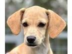 Wednesday Beagle Puppy Female
